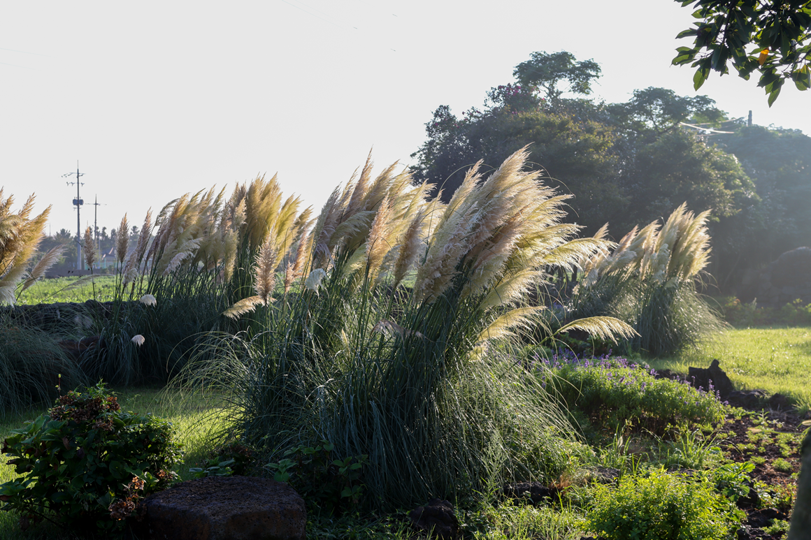 가을따라 <클린올레>