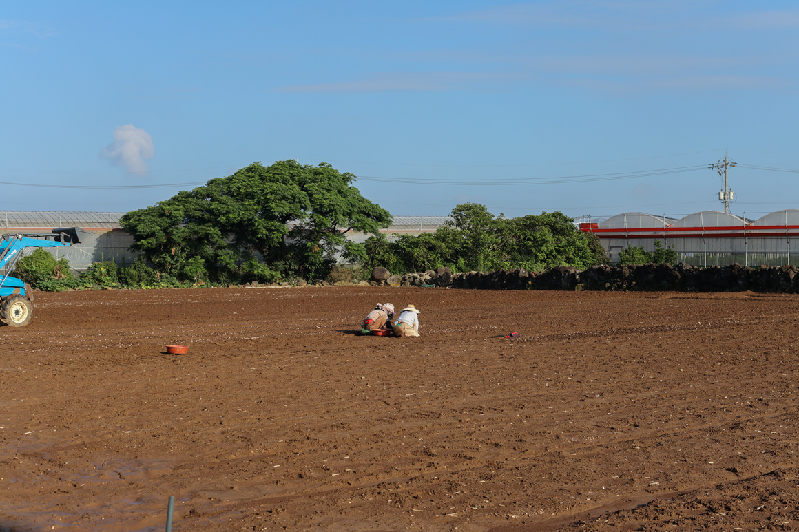가을따라 <클린올레>