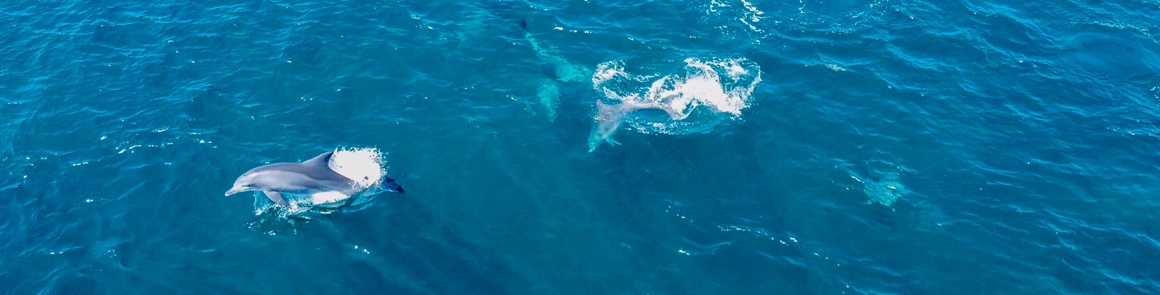 가을따라 <클린올레>