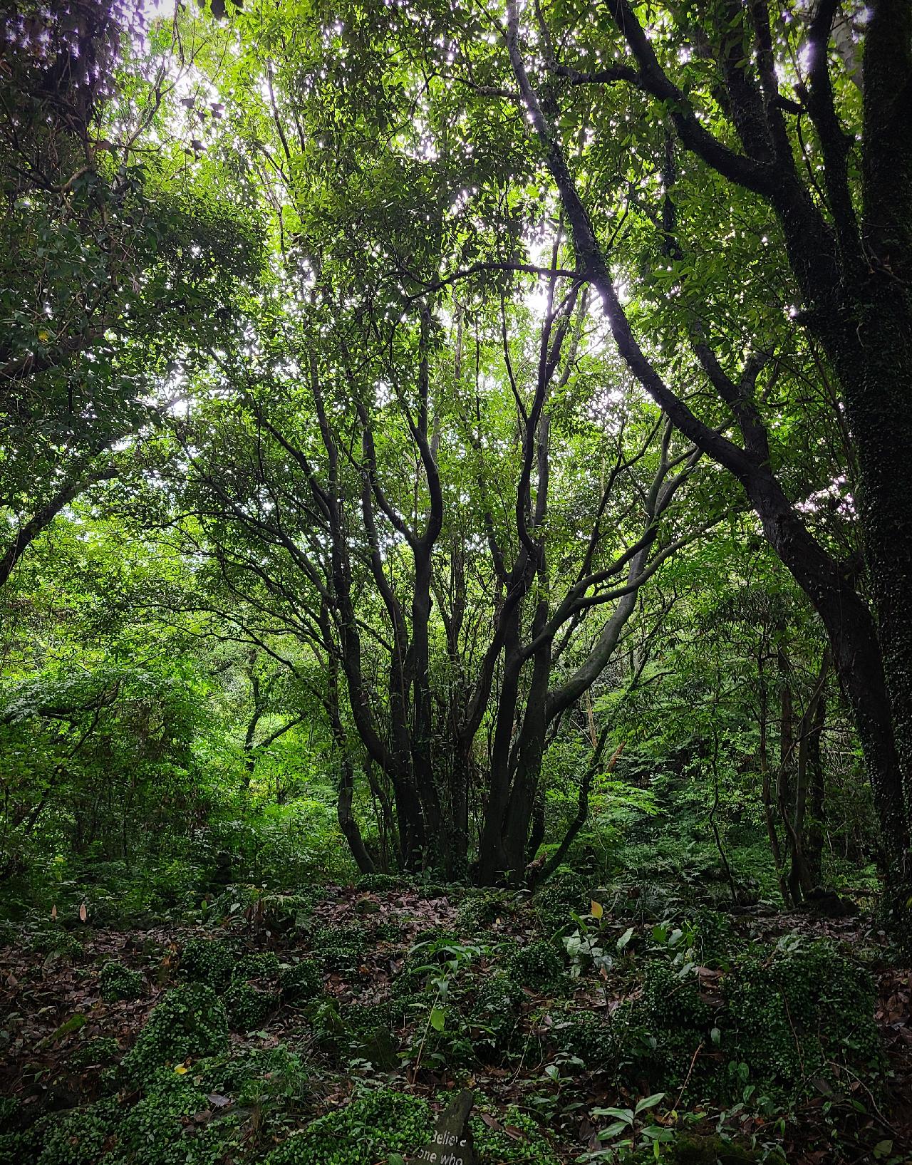 환상숲 곶자왈공원