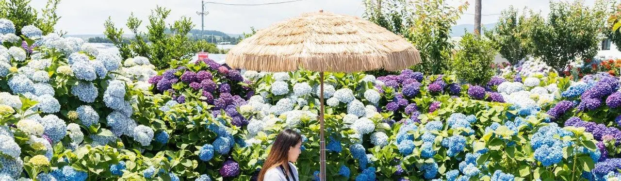 제주 수국 풍경