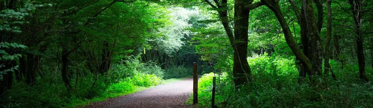 Saryeoni Forest Path