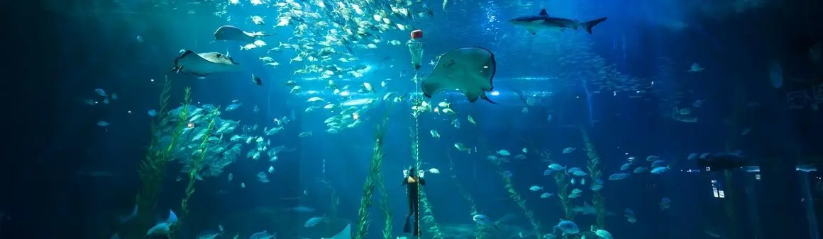 Aqua Planet Jeju 官方旅遊資料庫場館實景