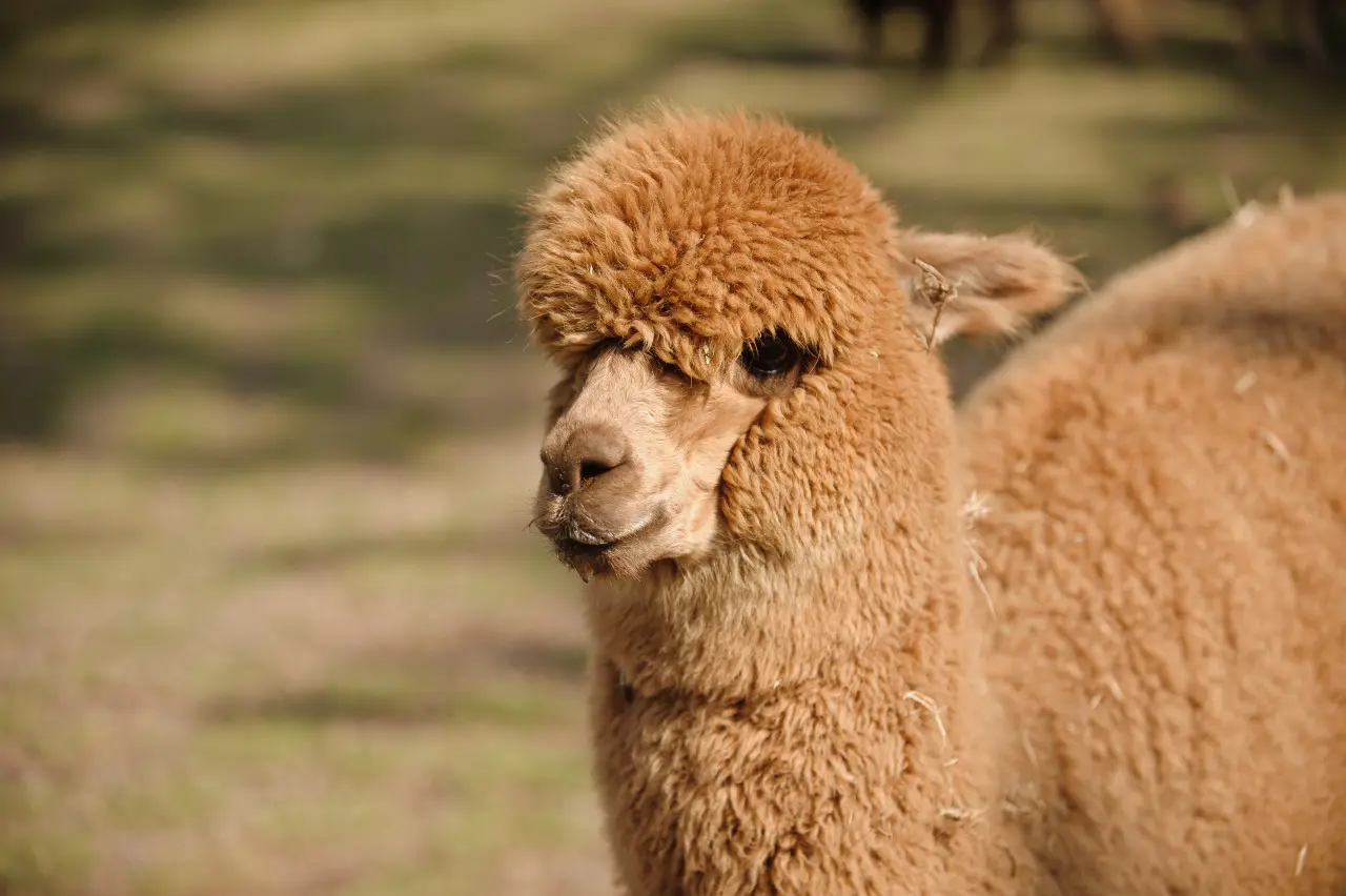 斧头石羊驼牧场 대표이미지