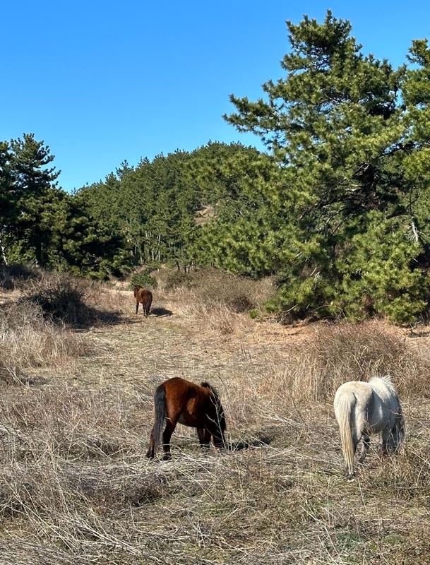 정의 되지 않은 제주도 명소 Best 3  <의미 없는 제주도>