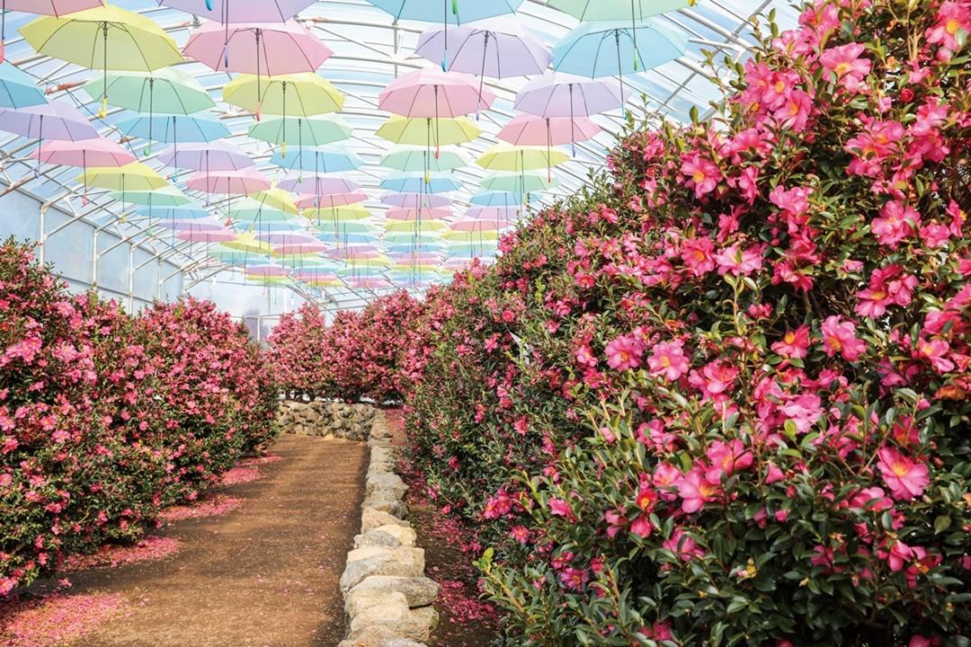 설 연휴, <가족과 함께 즐기기 좋은 민속행사, 축제>