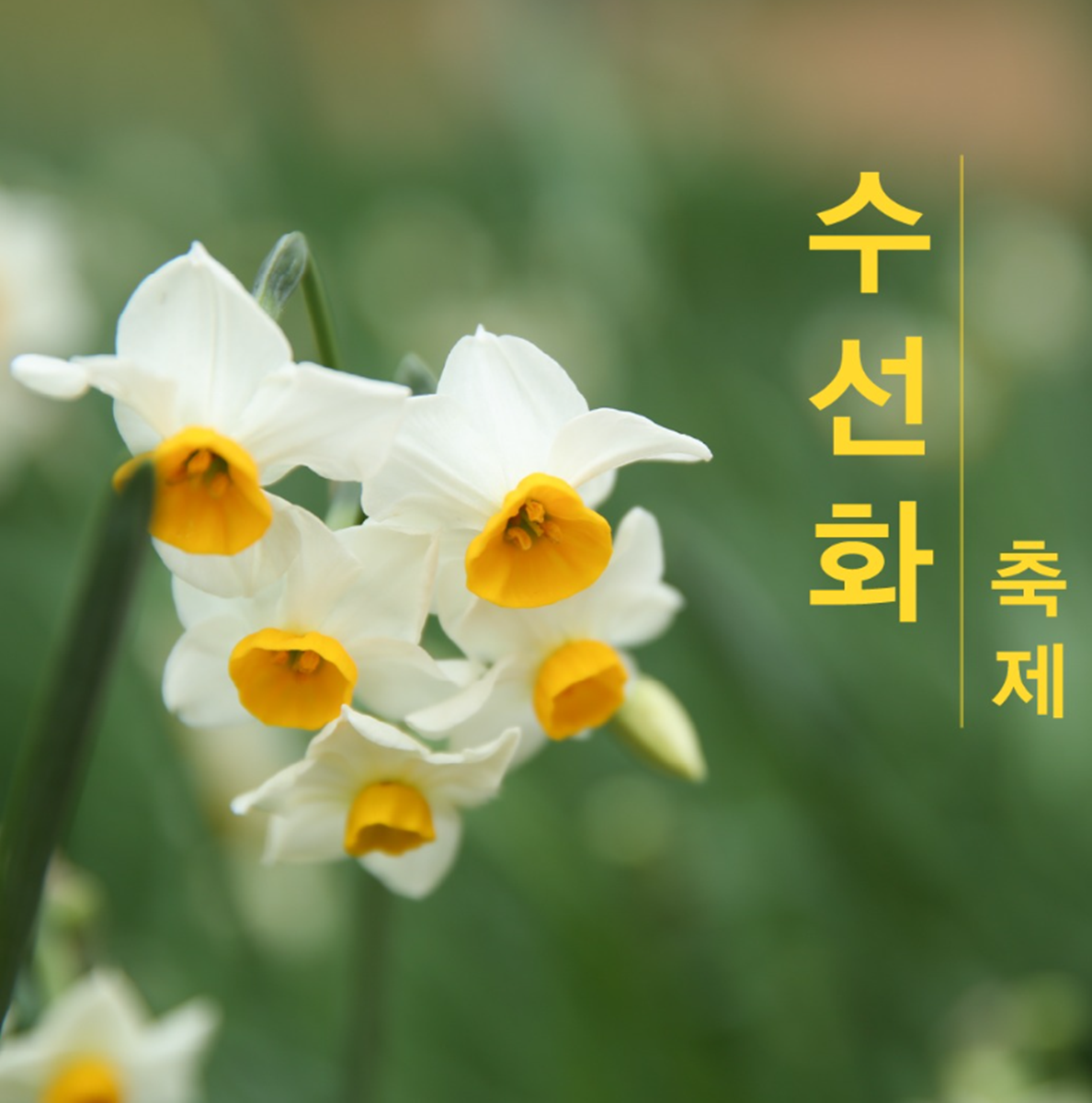 설 연휴, <가족과 함께 즐기기 좋은 민속행사, 축제>