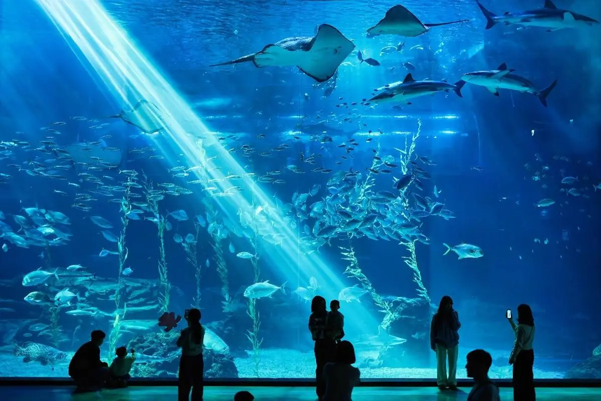 Aqua Planet Jeju 大型主水槽與海洋生物實景縮圖
