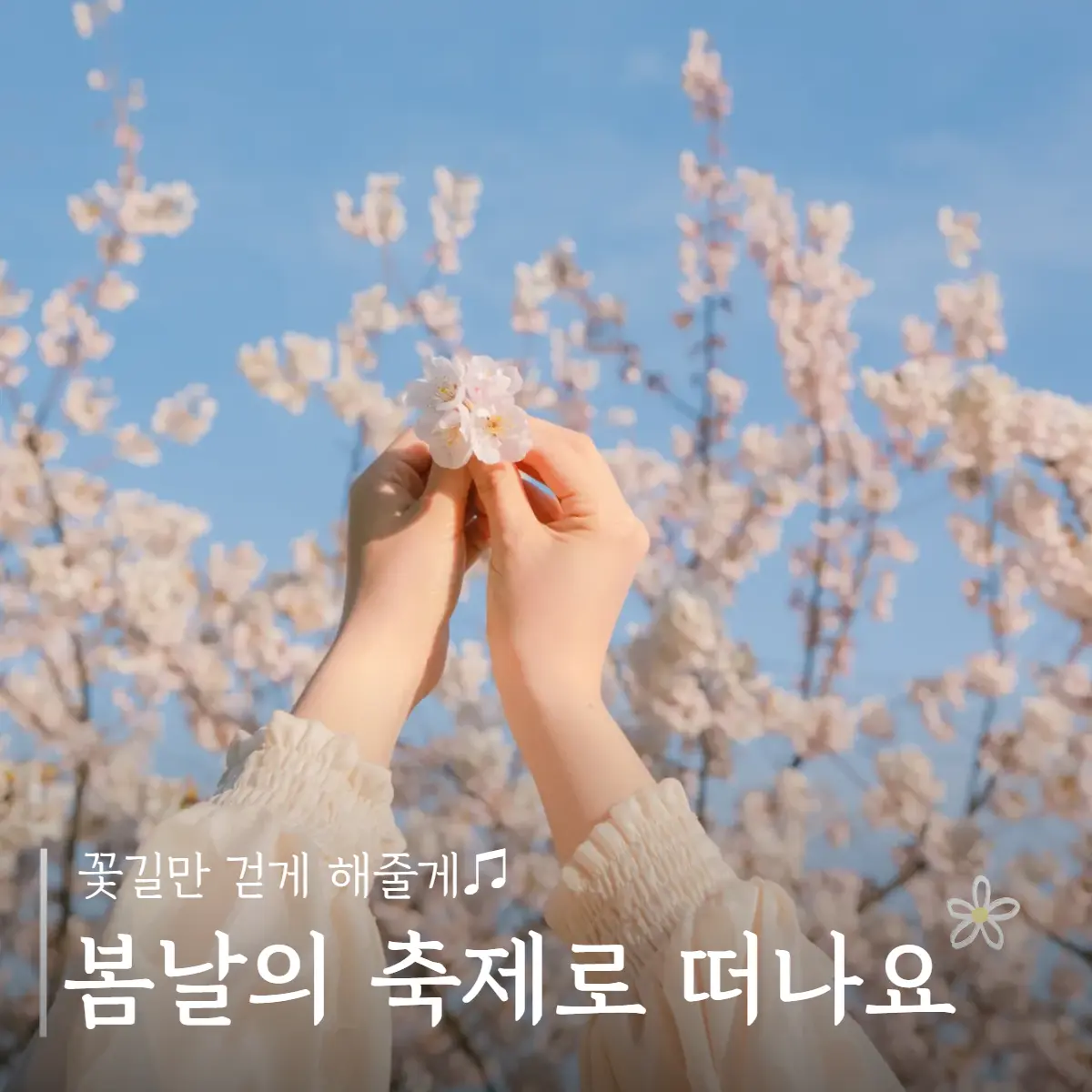 흔들리는 꽃들 속에서 즐기는 제주  꽃길만 걷게 해줄게♫ 봄날의 축제로 떠나요