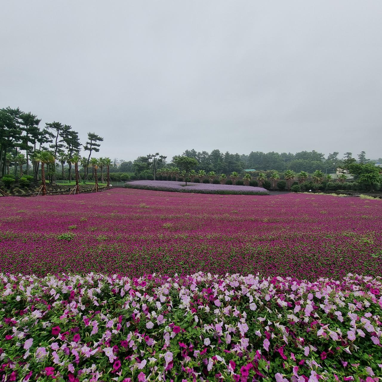 삼달리꽃밭에서