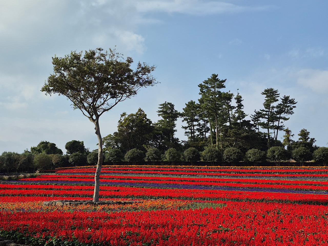 삼달리꽃밭에서
