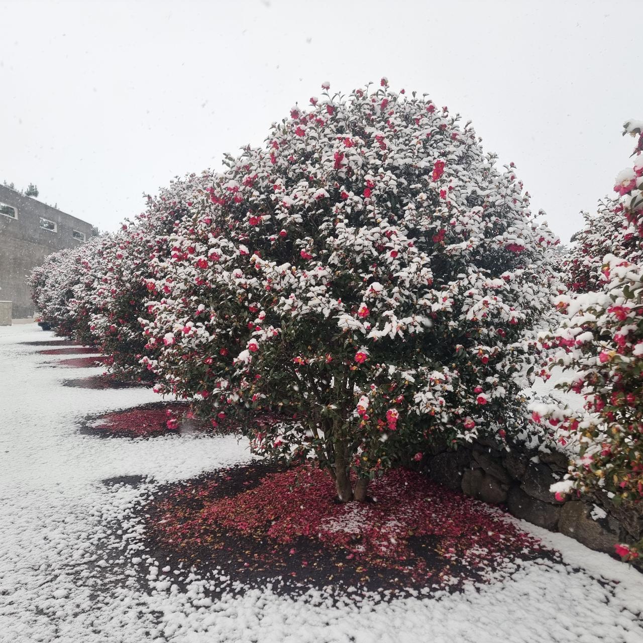 삼달리꽃밭에서