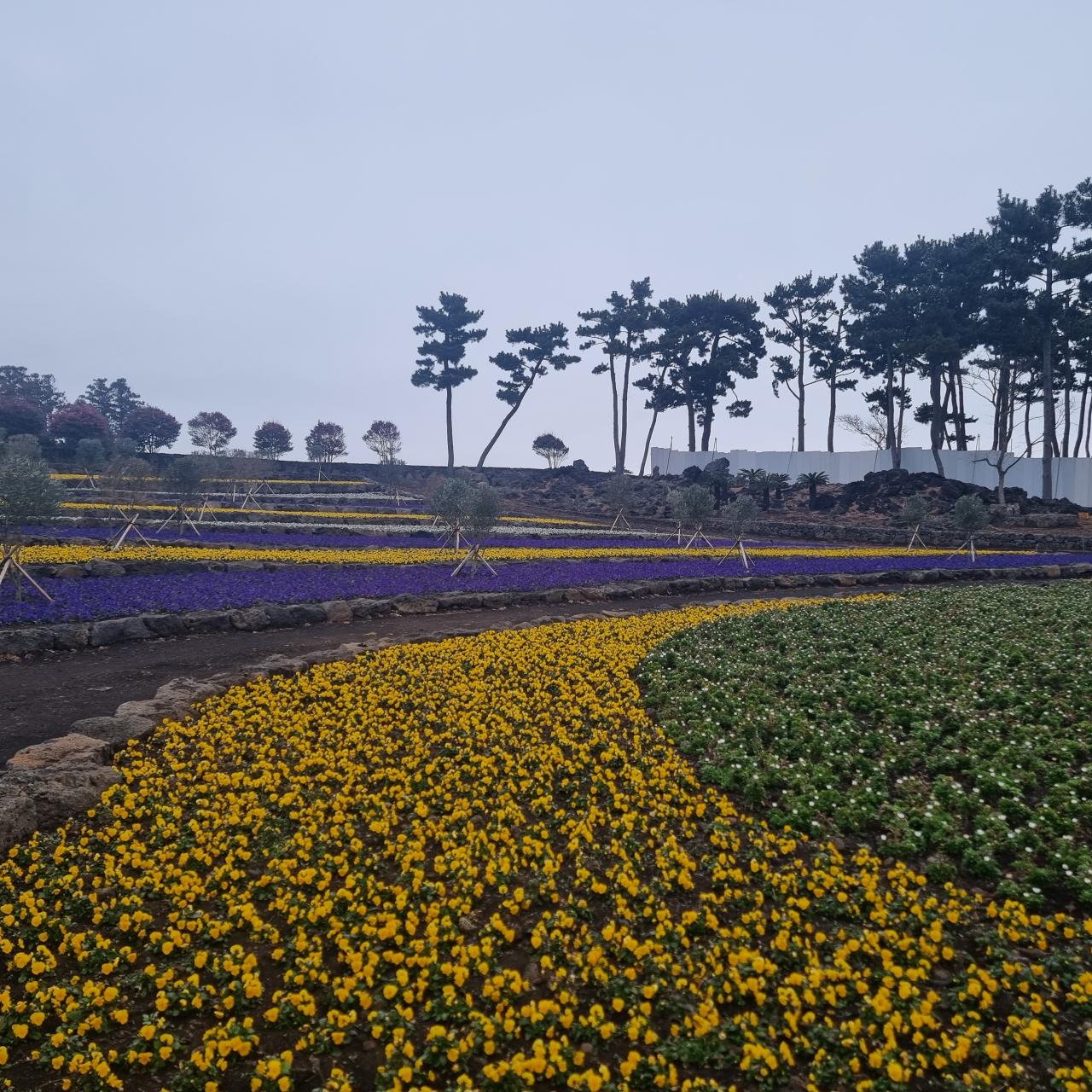 삼달리꽃밭에서