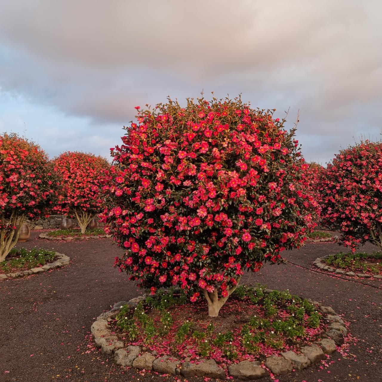 삼달리꽃밭에서