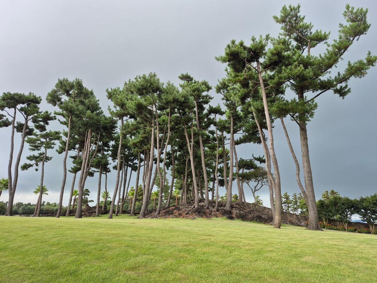 삼달리꽃밭에서