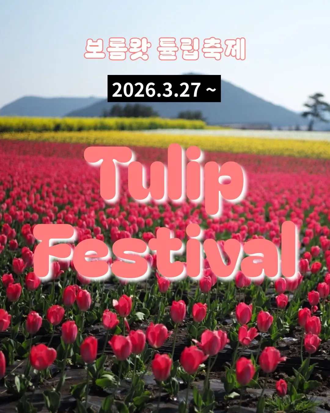 보롬왓 튤립 축제