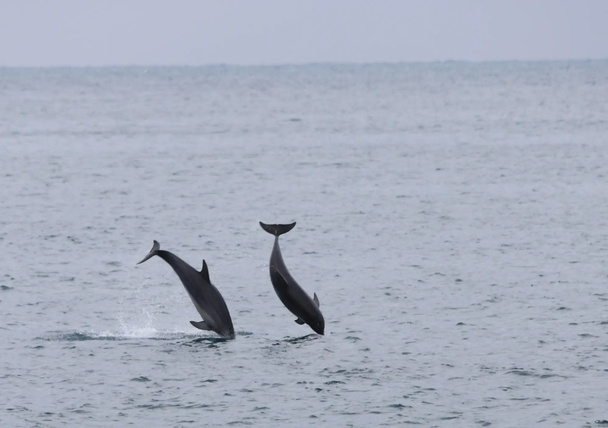 ぐでねこちゃんチャーム　海×イルカ×夕日 Visit Jeju : 2026 イルカ村の夕焼け祭り