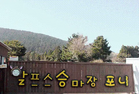 알프스승마장포니 사진
