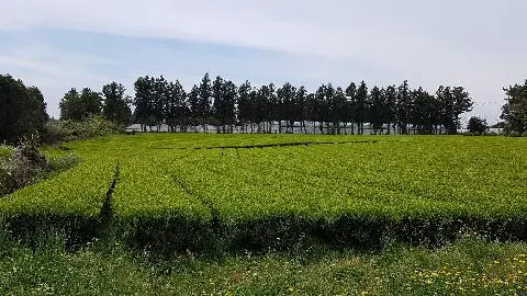 도순다원 사진
