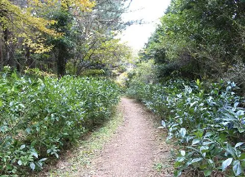 민오름(오라동) 사진