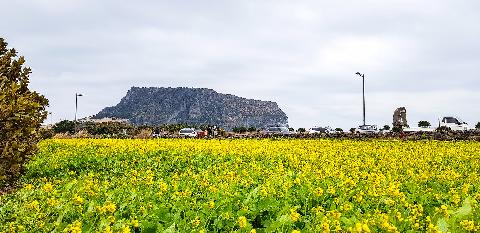10 Things Not to Miss in February: 'After a long winter, Jeju breathes the first of spring' 대표이미지