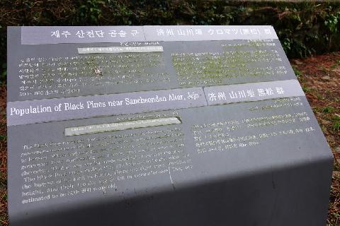 산천단곰솔