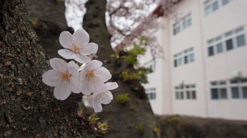 Jeju Cherry Blossom Festival