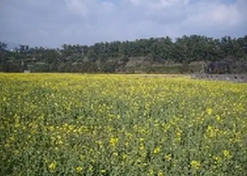 보롬이(하논, 화구구) 사진