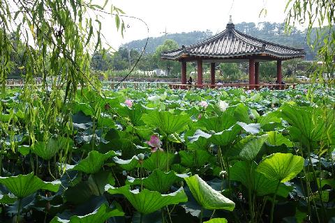 연화못