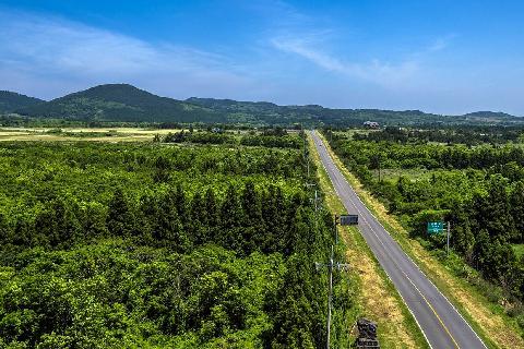 鹿山路油菜花路