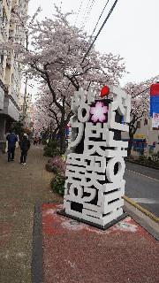 Jeju Cherry Blossom Festival