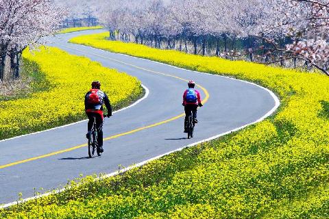 鹿山路油菜花路