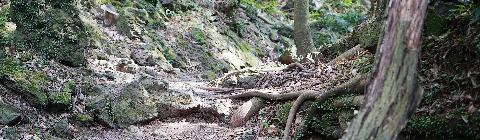 삶이된 숲, 숲이된 삶 <곶자왈여행>