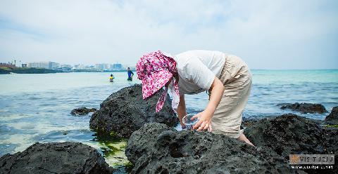 Collect your own seafood <Where to collect your own seafood the traditional way in Jeju?> 대표이미지