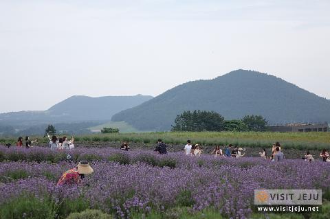 보롬왓