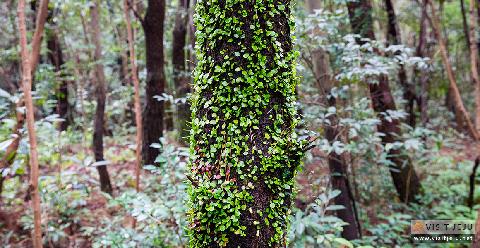 Gosalli Forest Trail