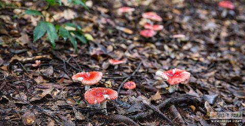 Gosalli Forest Trail