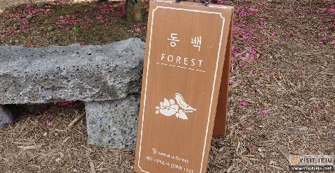 Camellia Forest