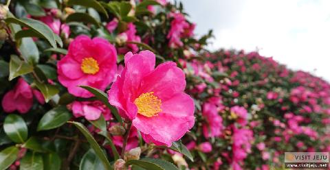 Camellia Forest