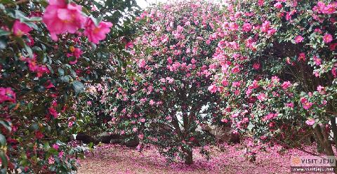 Camellia Forest 대표이미지