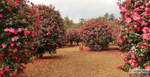 Camellia Forest