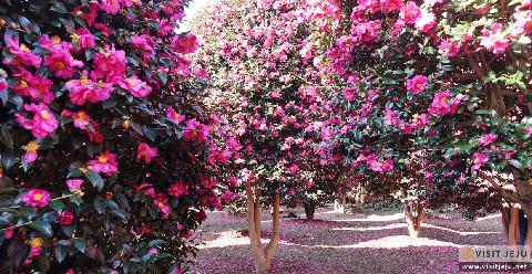 Jeju Camellia Arboretum 대표이미지