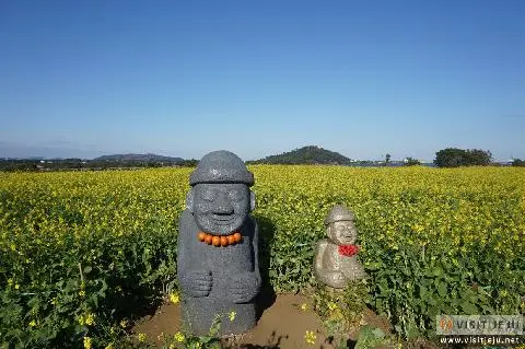 성산 유채꽃재배단지 사진