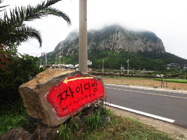 작은 인도라고도 불리는 산방산 동네의 짜이다방. 청소년 고양이들은 이제 의젓한 성인고양이가 되었겠구나