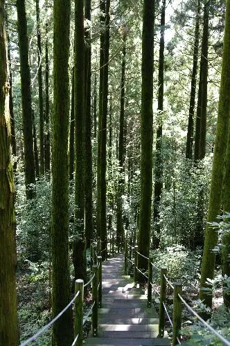 물영아리오름을 오르는 도중 고요하고 웅장한 숲들의 도시를 만나다!