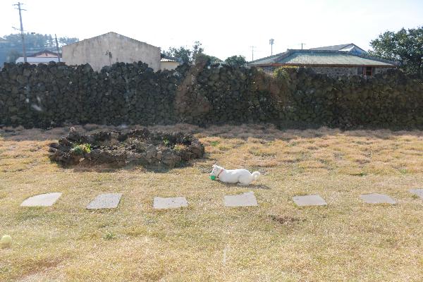 친절하신 삼촌, 이모님과 예쁜 강아지 또가 있는 곳. 제주에 다시 간다면 꼭 다시 가고싶은 곳.