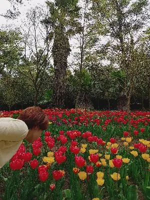 #한림공원 #튤립축제 #협재 #한림