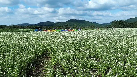 #제주가을#보롬왓 제주메밀축제하는곳이 점점 늘어가고 있고 규모도 엄청크답니다