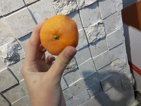 #오다가 따온귤