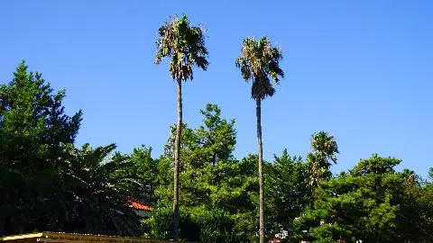 한립읍의 아열대식물원<br>#한림공원 #식물원